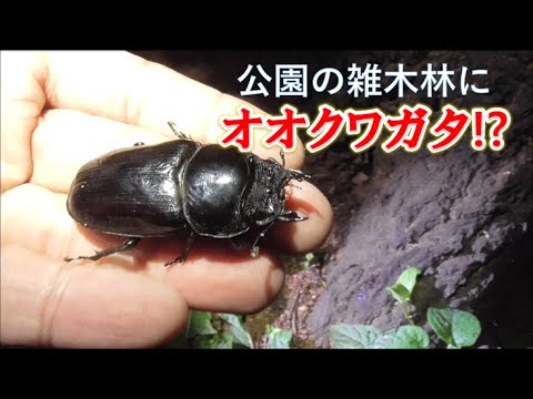 公園の雑木林に幻のオオクワガタ現る！