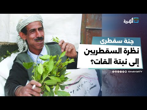 كيف ينظر المجتمع السقطري إلى القات؟