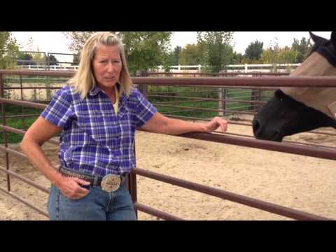 Selecting Safe Horse Fencing