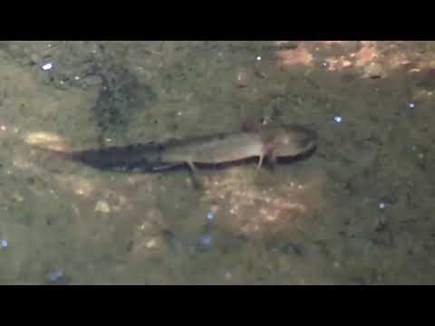 Herping in Bohemia -  larvae of Northen Crested Newt (Triturus cristatus) - larva čolka velkého