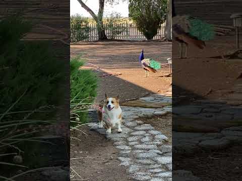 Ayaw pa umalis ni Gus's #shorts