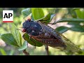 The great cicada emergence of 2024 is underway across the American South and Midwest