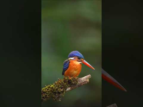 Calming Bird Chirping | 4K Relaxing Nature Short