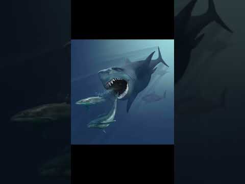 Megalodon