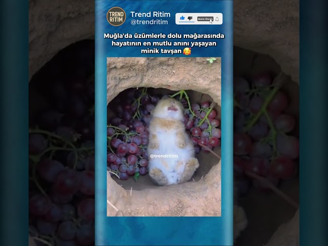 Tavşan Nasıl da Güzel Yiyor 😍🥰