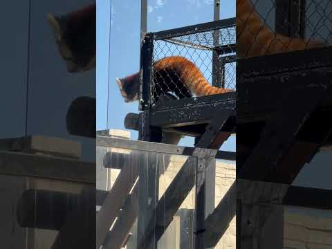 レッサーパンダ令花ちゃんが橋を渡る！大森山動物園のかわいい様子 サムネイル