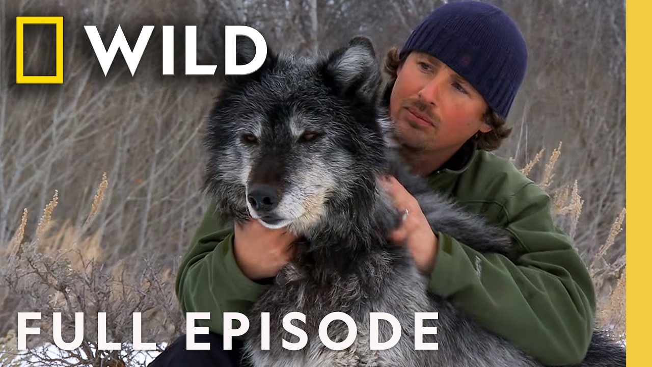 Inside the Wolf Pack (Full Episode) | America the Wild | Nat Geo Animals