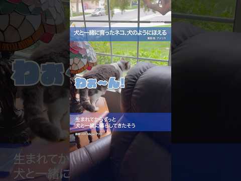 犬と一緒に育ったネコ、犬のようにほえる（撮影地：アメリカ）