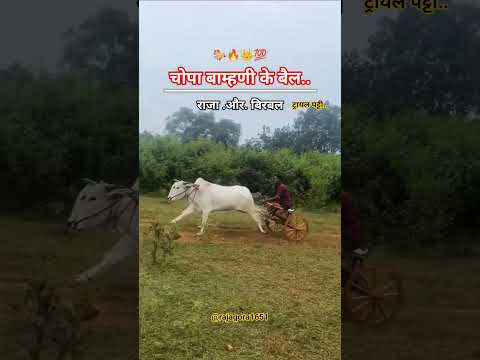 चोपा बाम्हणी के बैल (राजा और बिरबल)ट्रायल पट्टी #cow #bullfarm #bailgada #shorts