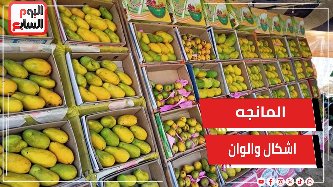 المانجه اشكال والوان في سوق التوفيقية.. الصديقه والفونس والعويسي وأسعار علي اد الأيد