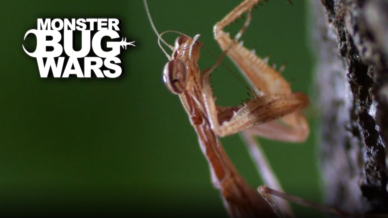 Camouflage Killer Strikes with Venom | Monster Bug Wars - Official Channel