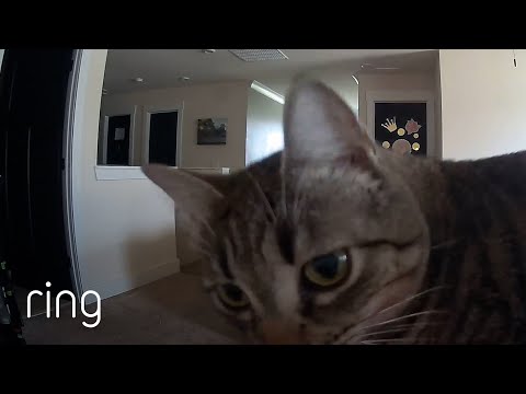 Watch This Cat’s Reaction to Hearing Owner’s Voice Over Ring | RingTV