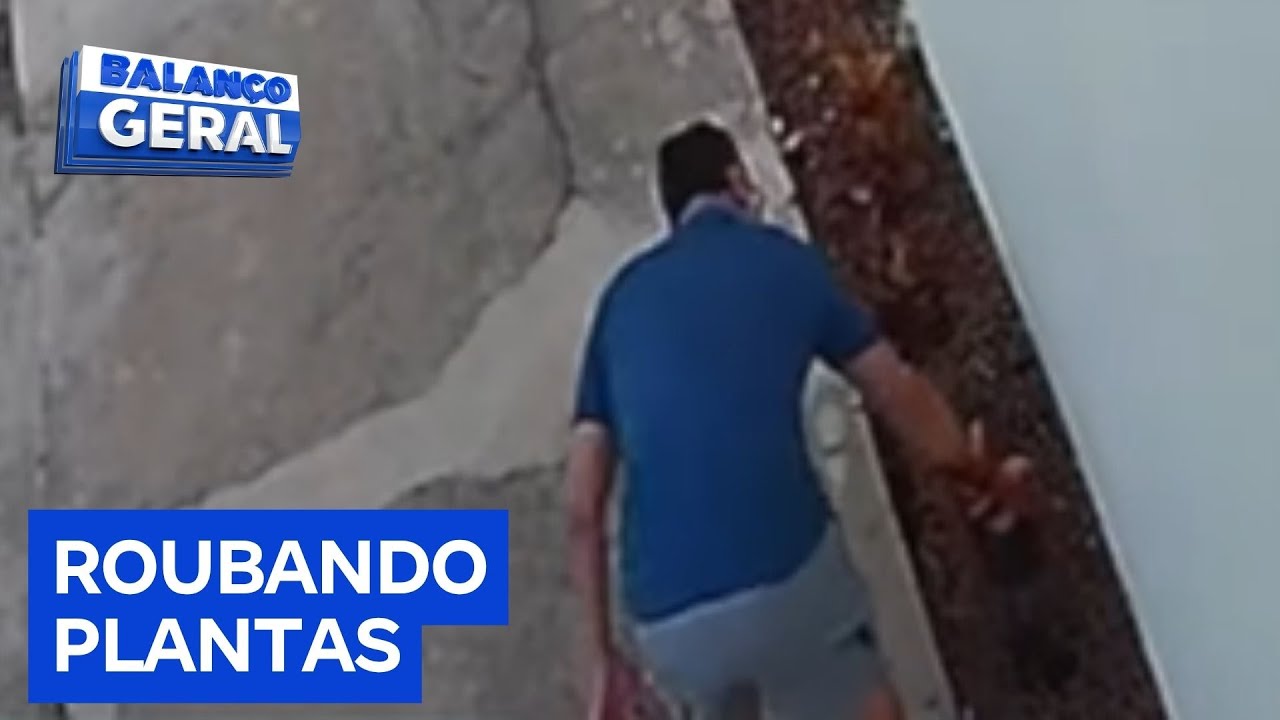 Homem é flagrado roubando plantas de jardim de escola particular  TV Online Homem é flagrado roubando plantas de jardim de escola particular