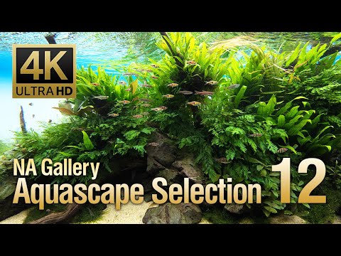 [ADAview] -4K- NA Gallery Aquascape Selection vol.12 ネイチャーアクアリウムギャラリー 水景セレクション12