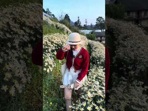 Cập nhật tình hình hoa cúc họa mi Sapa 28/10/2025 . #reviewsapa #thoitietsapa #sapa #xuhuong