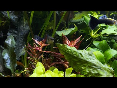 Violin Duet in G Minor | Composed by Mridul Singh Listen to two violins play together, and watch some relaxing fish tank footage!

Listen to my music 