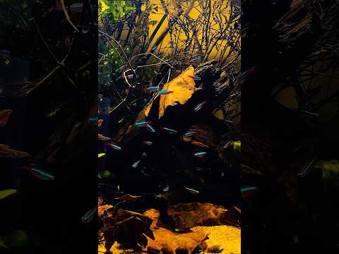 Beautiful Blackwater aquascape.#aquarium #aquascape #aquascaping #アクアリウム