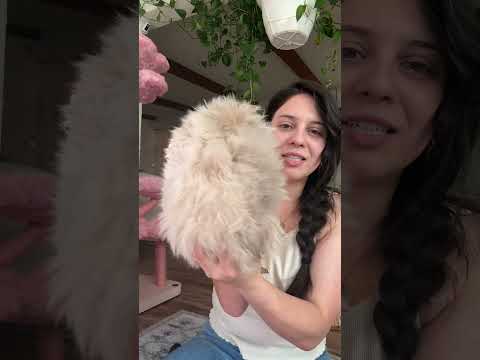 Jasper the Blue golden #britishlonghaircat #catbreed #kitten #cute