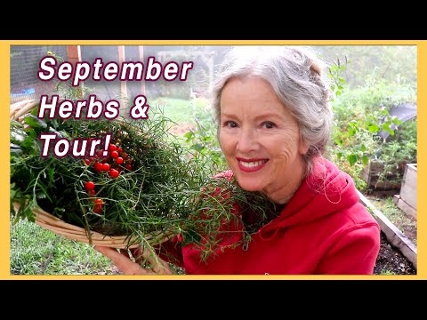 Massive grub, Raised Bed Garden Tour, Herbs!