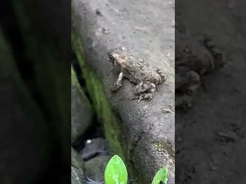 Tiny Frog Face Palms (Slow-Mo) 😂 #surprise #cuteanimals #animallover