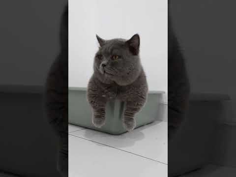 munchkin lucu dan gemuk#short