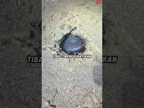 Mereka Nggak Percaya Ikan ini Beneran Hidup