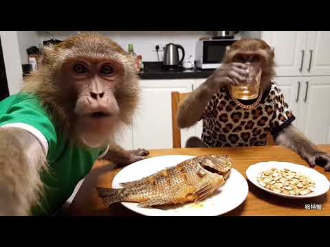 Funny Monkey Vlog with His Lovely Wife #youtubeshorts #cartoon #ai #money #trendingshorts #funny