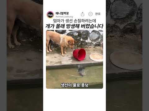 생선 손질하려던 엄마와 개