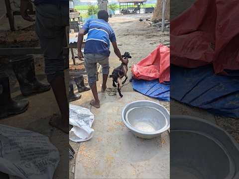 A Day in the Life on Our Farm: The Naughty Goat Kid #shorts