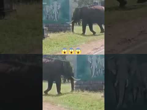 ആനയെ കണ്ട് ഞെട്ടിപോകുന്ന മൊതലിനെ കണ്ടോ 😱😱😱#shortsfeed #shorts #viral #viralvideo #short #subscribe