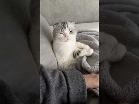 猫の動画サムネイル - 👀 #cat
