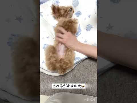 無茶苦茶される犬【トイプードルのコロン】 #ティーカッププードル #トイプードル #マイクロティーカッププードル #可愛い #shorts