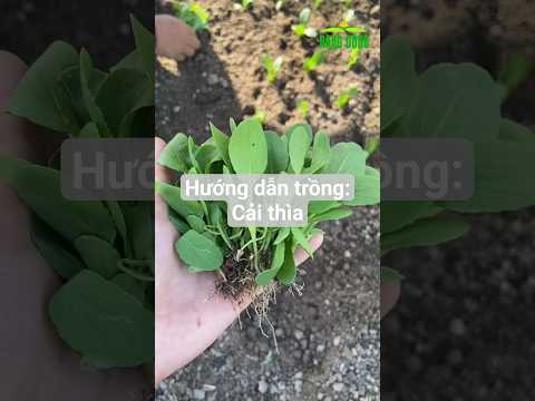 Hướng dẫn trồng: Cải Thìa - Rạng Đông Seeds #hatgiongrangdong #rangdongseeds