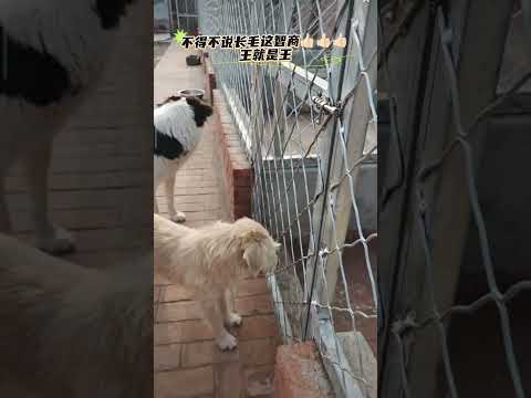 king charles gets stuck in the wire, causing the older man great distress.