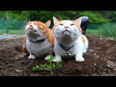 猫の動画サムネイル - ちろぽんさばじろうと落花生植え　250612