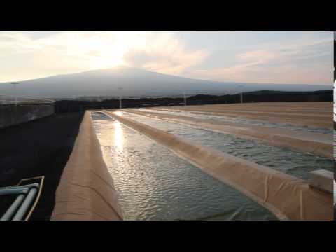 Cellana's Demonstration Facility in Kona, Hawaii Island. Cellana's Demonstration Facility in Kona, Hawaii Island.