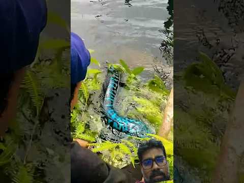 fishing save #fishing #trending #cartoon #viral #funny