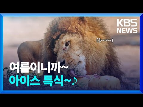 기록적인 폭염 속, 동물원 ‘아이스 케어’ [오늘의 영상]  / KBS  2023.07.21.