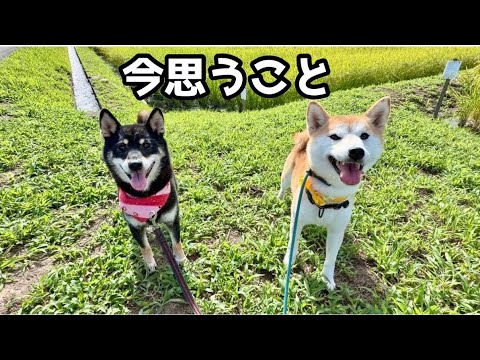 柴犬不仲コンビについて