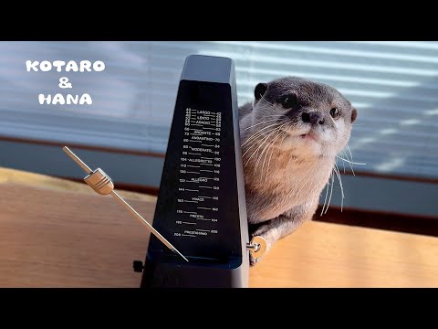 カワウソにメトロノーム使ったらおかしな変化が起きた　Otters React to Hearing Metronome for the First Time