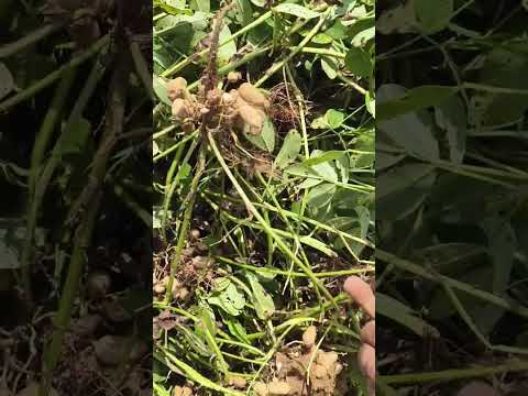 Bakai Dharti Sona Deti He mere desh ki dharti sona Deti #dharti #sona #viral #farmer #agriculture