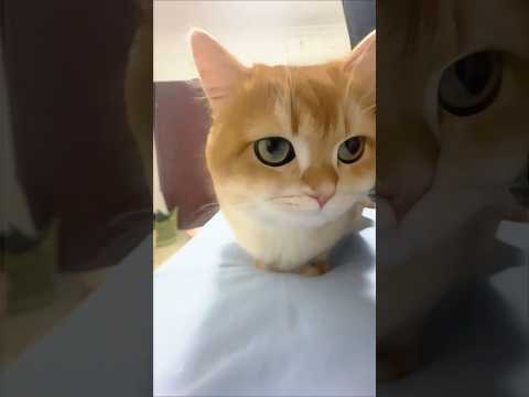 Cat video ! cat voice ! cat sound ! cat meowing #shorts #youtubeshorts #cat #cats #catsound