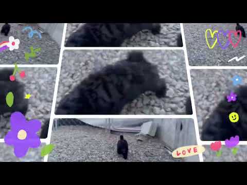 トイプードルの姉弟🐩