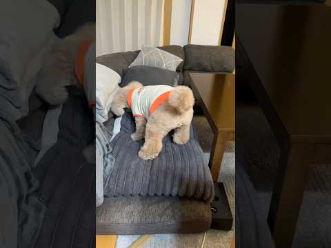 ガムを上手に隠せるようになった大きいトイプードル #デカプー #トイプードル #toypoodle #犬 #いぬ #犬のいる生活