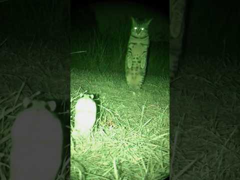 We Need Subtitles: What Are They Arguing About?! 📢❓