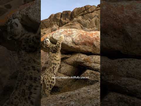 Snow leopards’ hidden lives in the Himalayas 🏔️ #IndiasWildLeopards