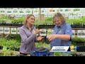 Sunday Gardener: Tips on planting and growing herbs  - 03:18 min - News - Video