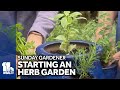 Sunday Gardener: Tips on planting and growing herbs