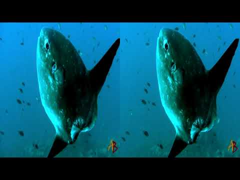 Underwater video of 2021 3D SBS