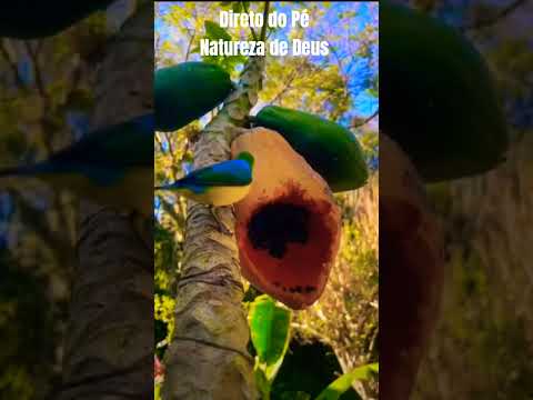 🌿 Agora descobri quem estava comendo os meus Mamões!🍋 Passarinho 🦜 comendo mamão no Pé! Um Show